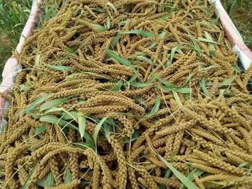 靈壽小米 太行山下的金色瑰寶與可持續(xù)谷物種植典范
