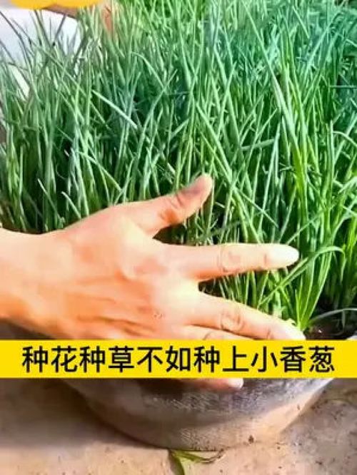 小香蔥新品種 分生力強、蔥香濃郁的優(yōu)質(zhì)家庭種植之選