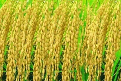 畝產1365公斤！袁隆平團隊雙季稻產量再創新高 為糧食安全再添保障